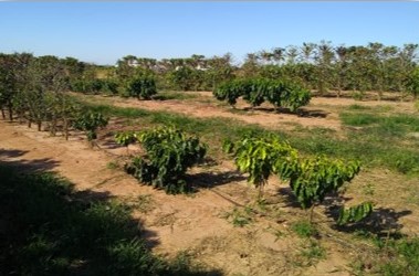 <p><b>Plantas de cafeeiro no interior da reboleira apresentando crescimento reduzido</b></p><p>Larissa Caixeta; Wallace Gonçalves</p>